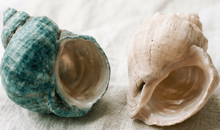 Two weathered seashells, one teal and one cream, on white fabric
