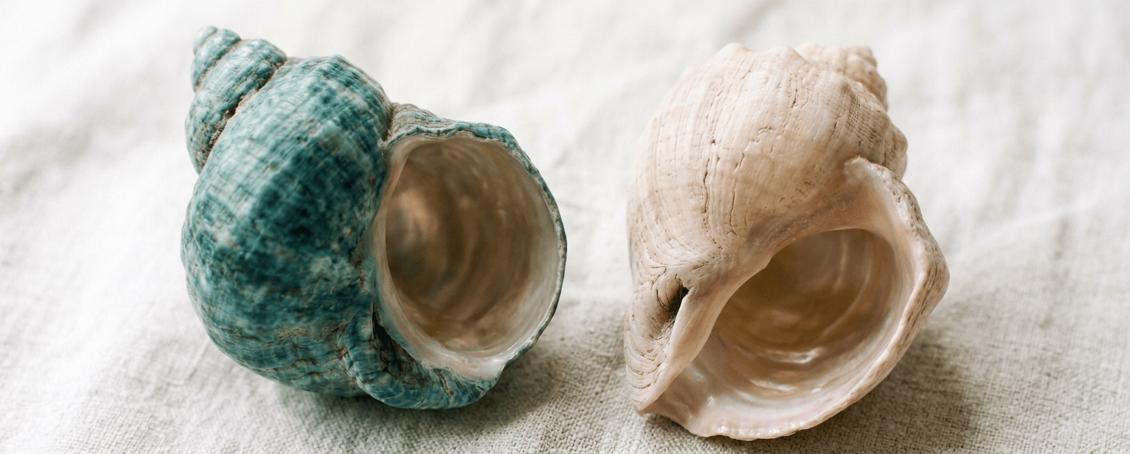 Two weathered seashells, one teal and one cream, on white fabric